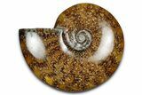 Polished Ammonite (Cleoniceras) Fossil - Madagascar #339264-1